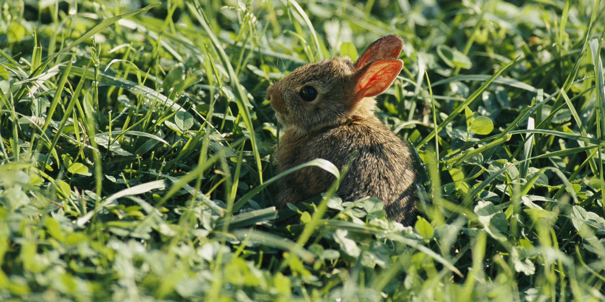 Canmore Rabbits No Supreme Court Hearing For Feral Bunnies Defender