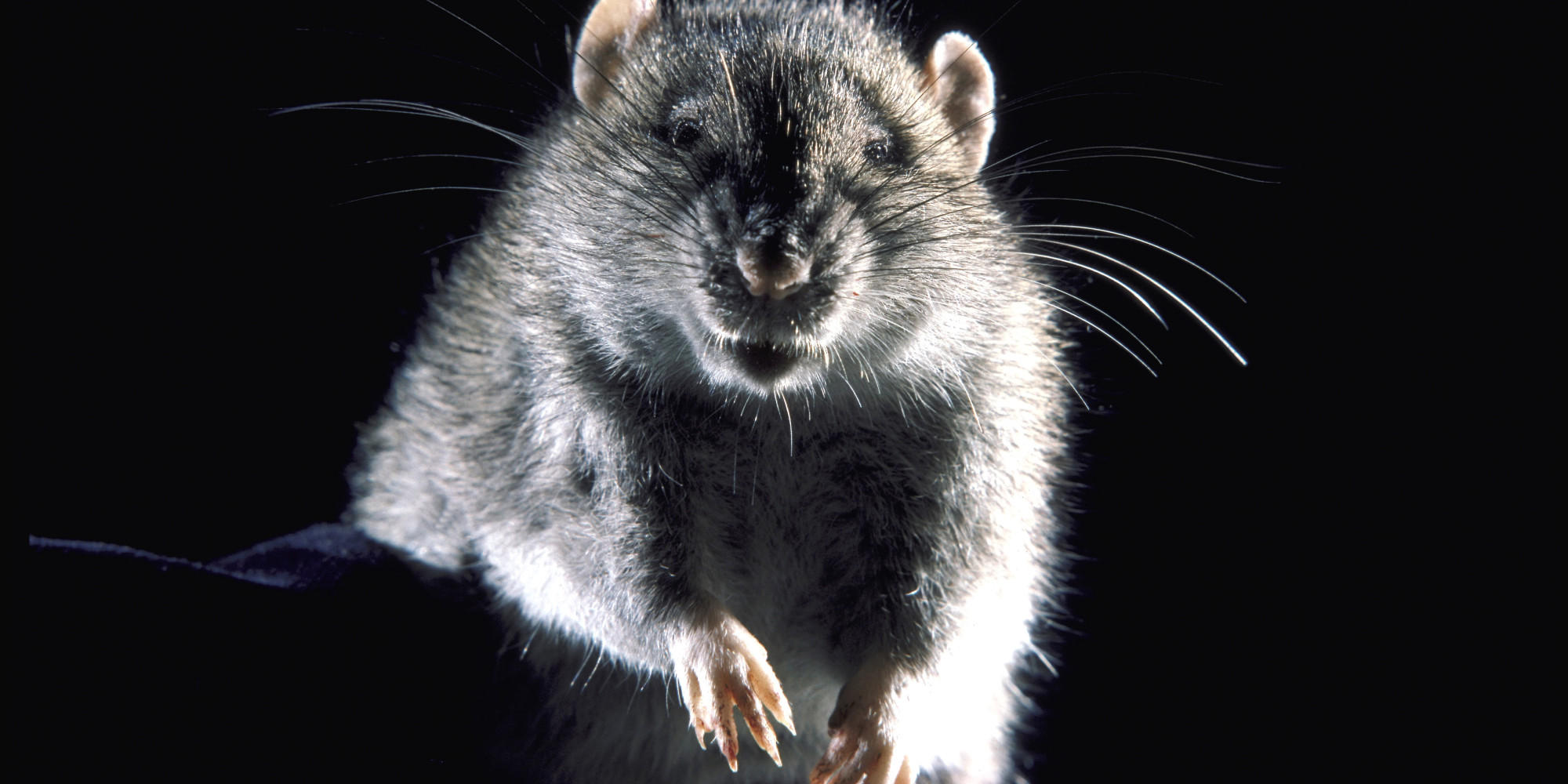 Blame Canada? This Cannibal RatInfested Ship Could Be U.K.Bound