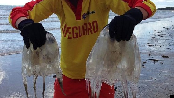 Giant Box Jellyfish Could Have Killed 120 People PICTURE 