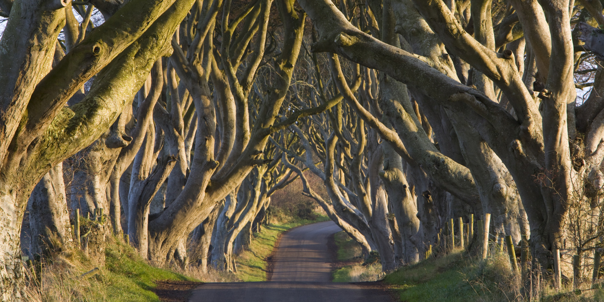 The Dark Hedges, Northern Ireland