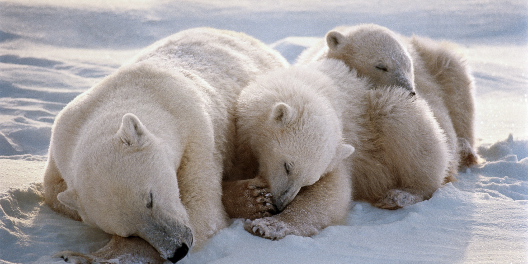 large perry polar bear