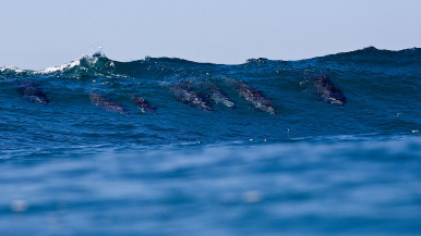 Dolphins 