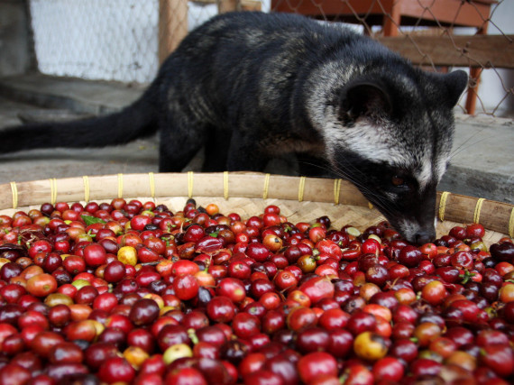 Civet Droppings Coffee Kopi Luwak
