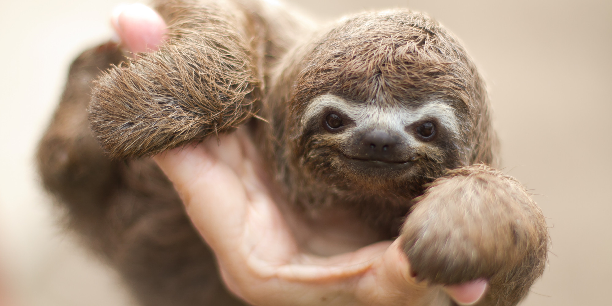 sloth-hair-could-help-fight-cancer-study-huffpost