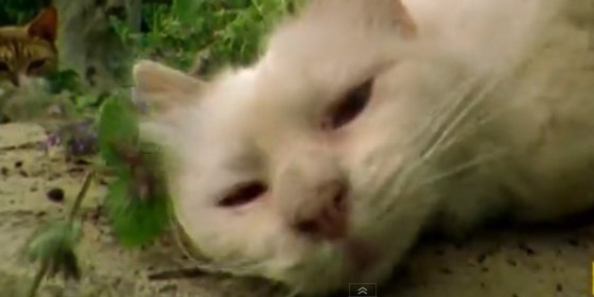 Does Catnip Get Cats High And Make Them Aroused? (VIDEO) HuffPost