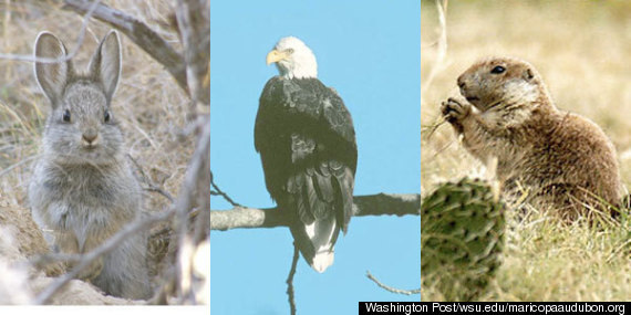 Bush And Endangered Species