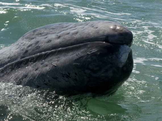 Beached Grey Whale
