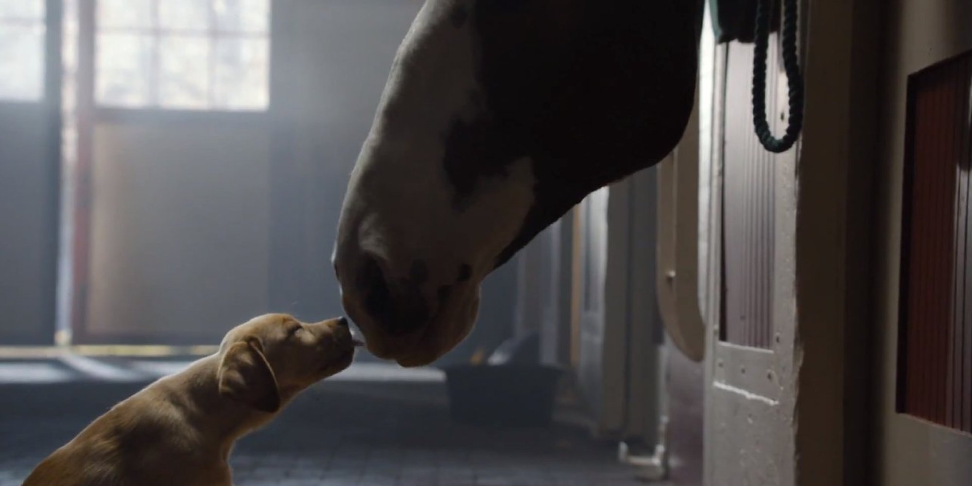 Budweiser's 'Puppy Love' Super Bowl Ad Tugs At Our Heartstrings Until They Almost Snap ...2000 x 1000