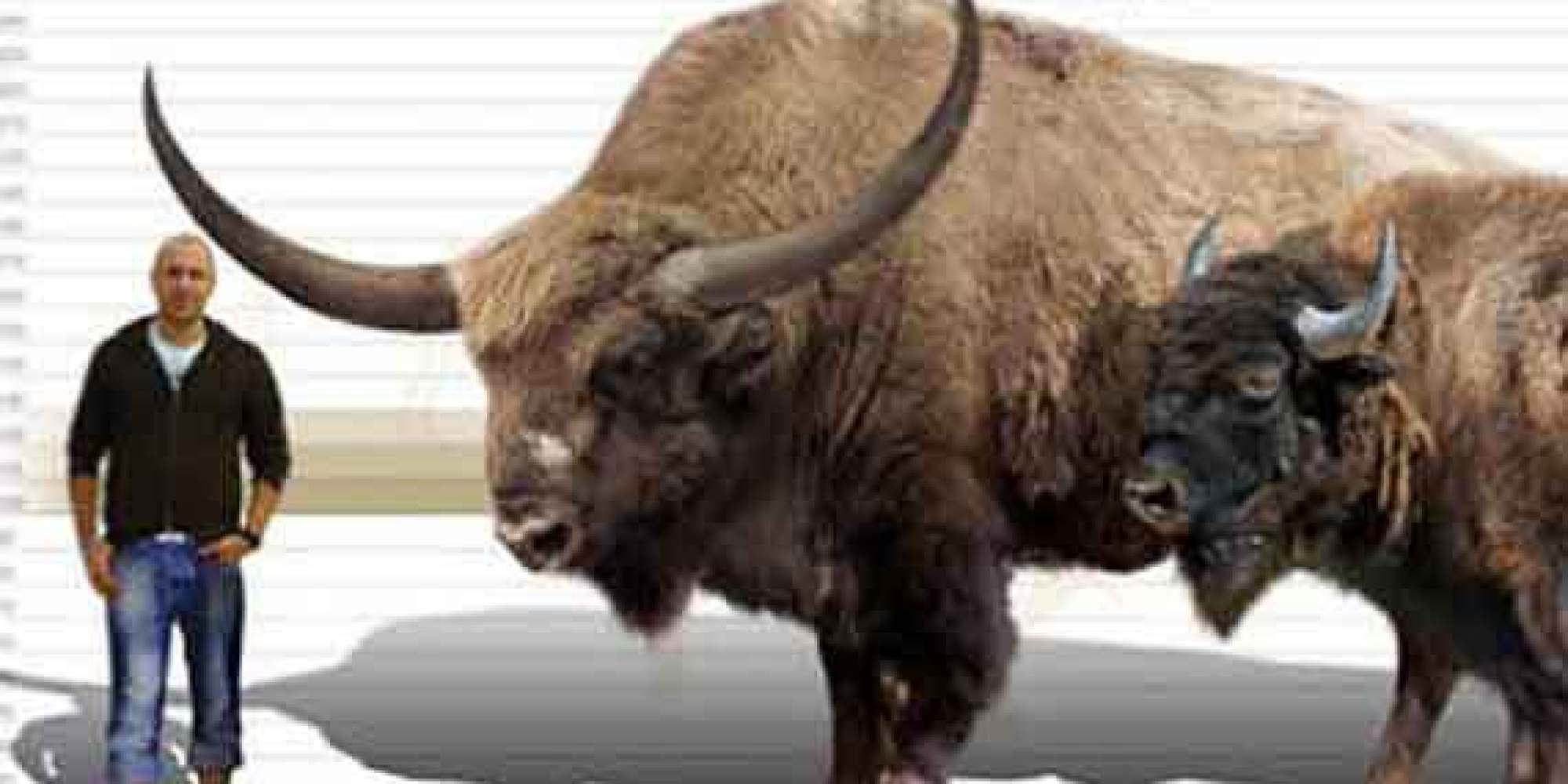 bison-vs-buffalo-what-s-the-difference-modern-farmer