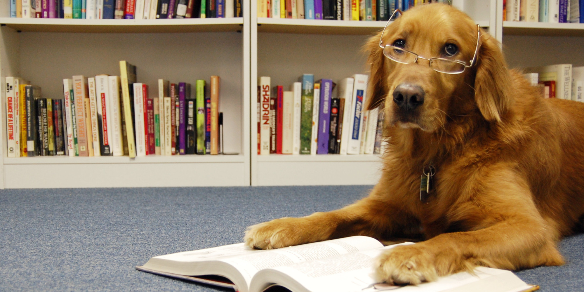 Alison Can Read: Dogs and Books