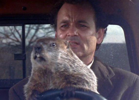 groundhog
