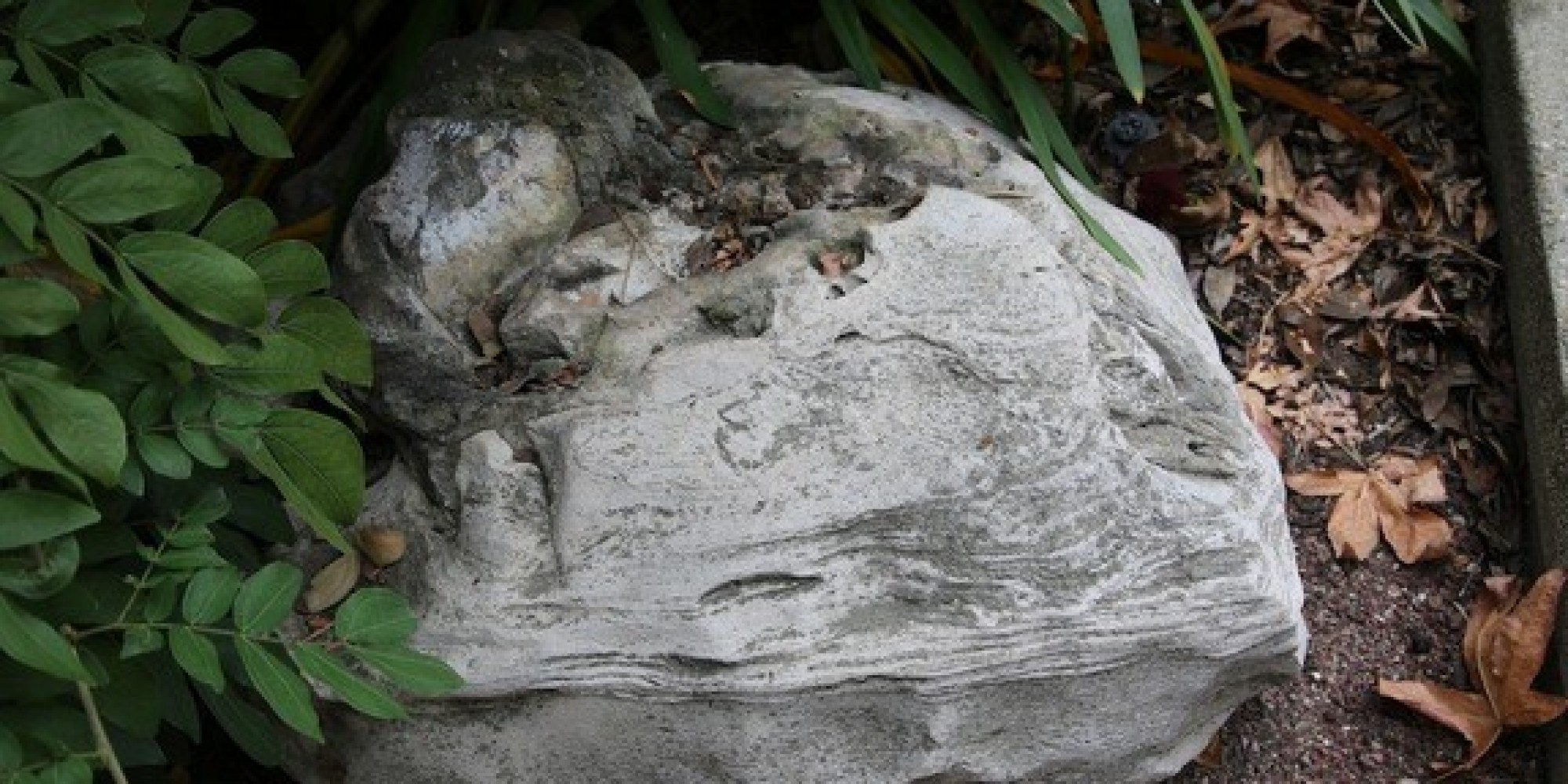 12MillionYearOld Whale Skull Fossil Found Hiding In Plain Sight At