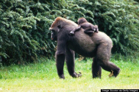 gorilla