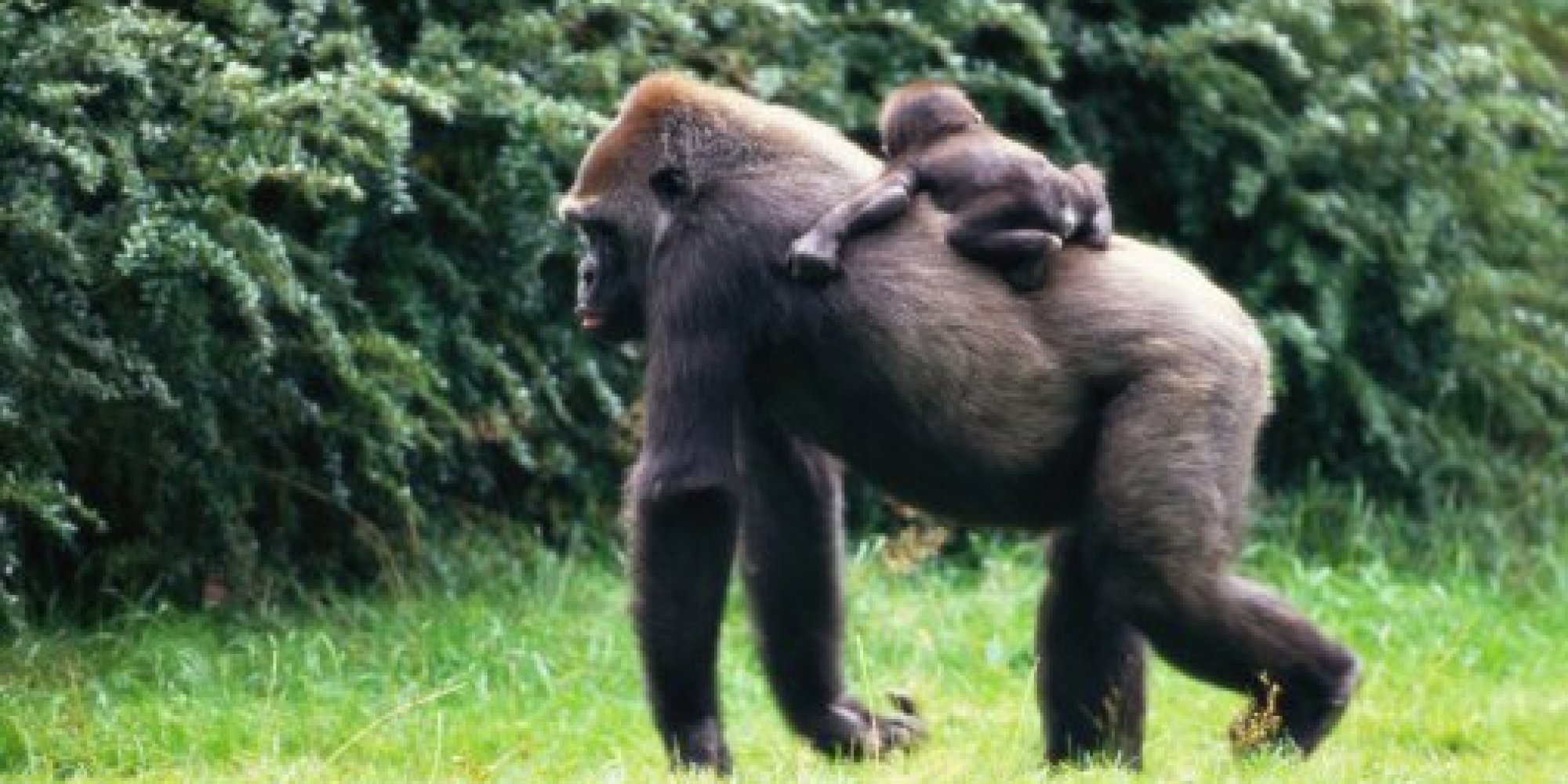 Larger Testicles Linked To Greater Chance Of Being Unfaithful, Research