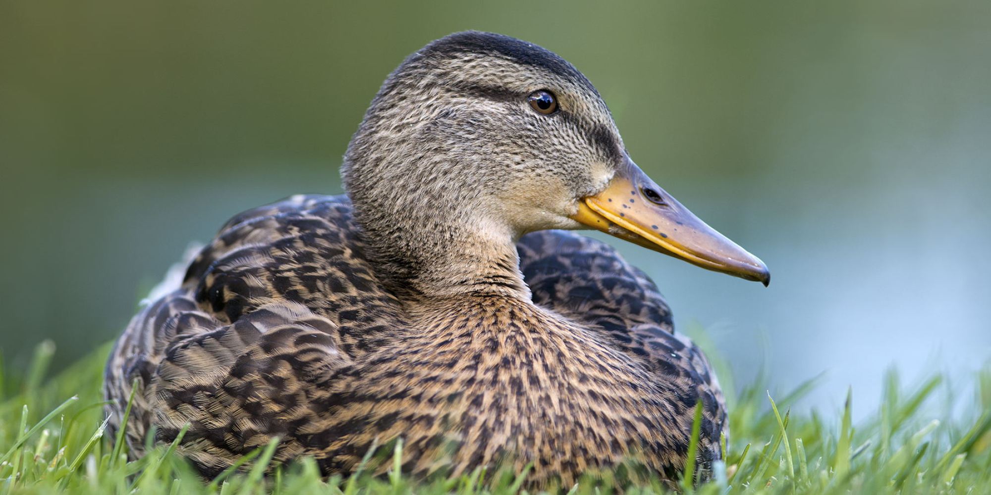 Watch This Hilarious Duck Imitate Marshawn Lynch's 2010 Playoff Run ...