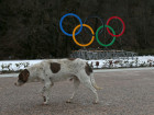 Stray Dogs Are Being 'Rounded Up And Slaughtered In Sochi'