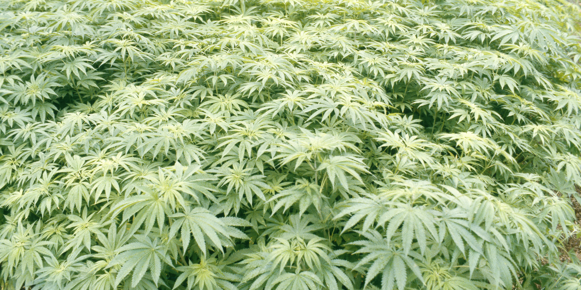 Hawaii's Support For Marijuana Grows HuffPost