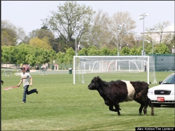 Cows