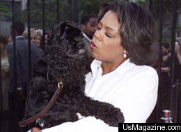 dog rencontre