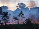 Billions Needed To Fund Deforestation Prevention Plan: Report