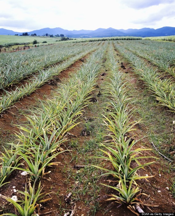 How do pineapples grow?