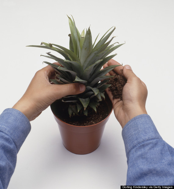 pineapple plant