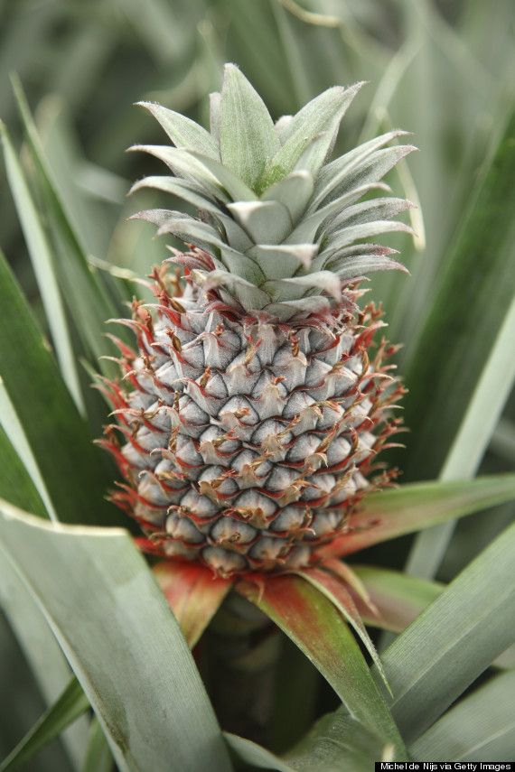 pineapple plant