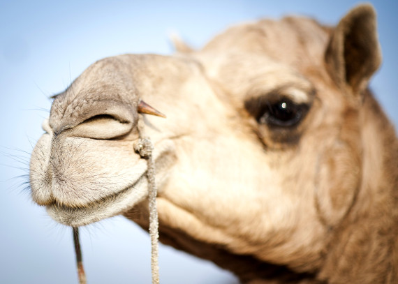 camel bible