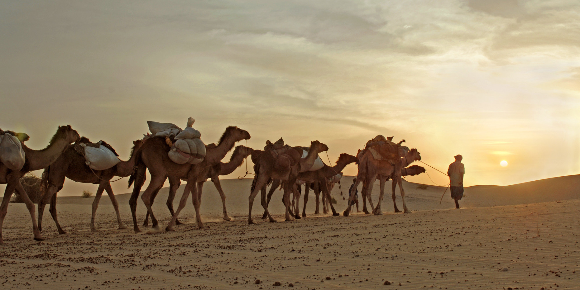 Archaeologists Carbon Date Camel Bones Discover Major Discrepancy In