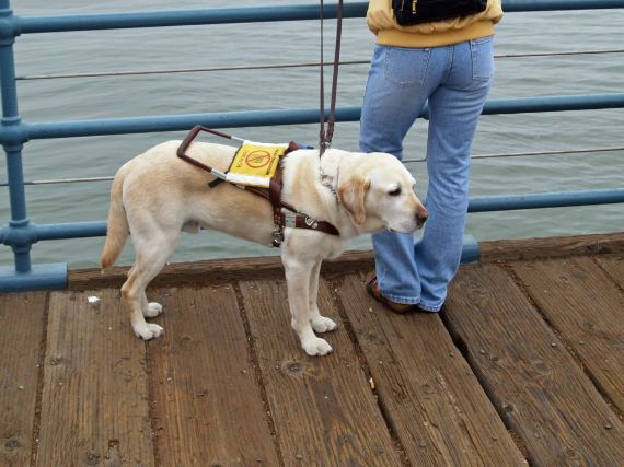Guide Dog