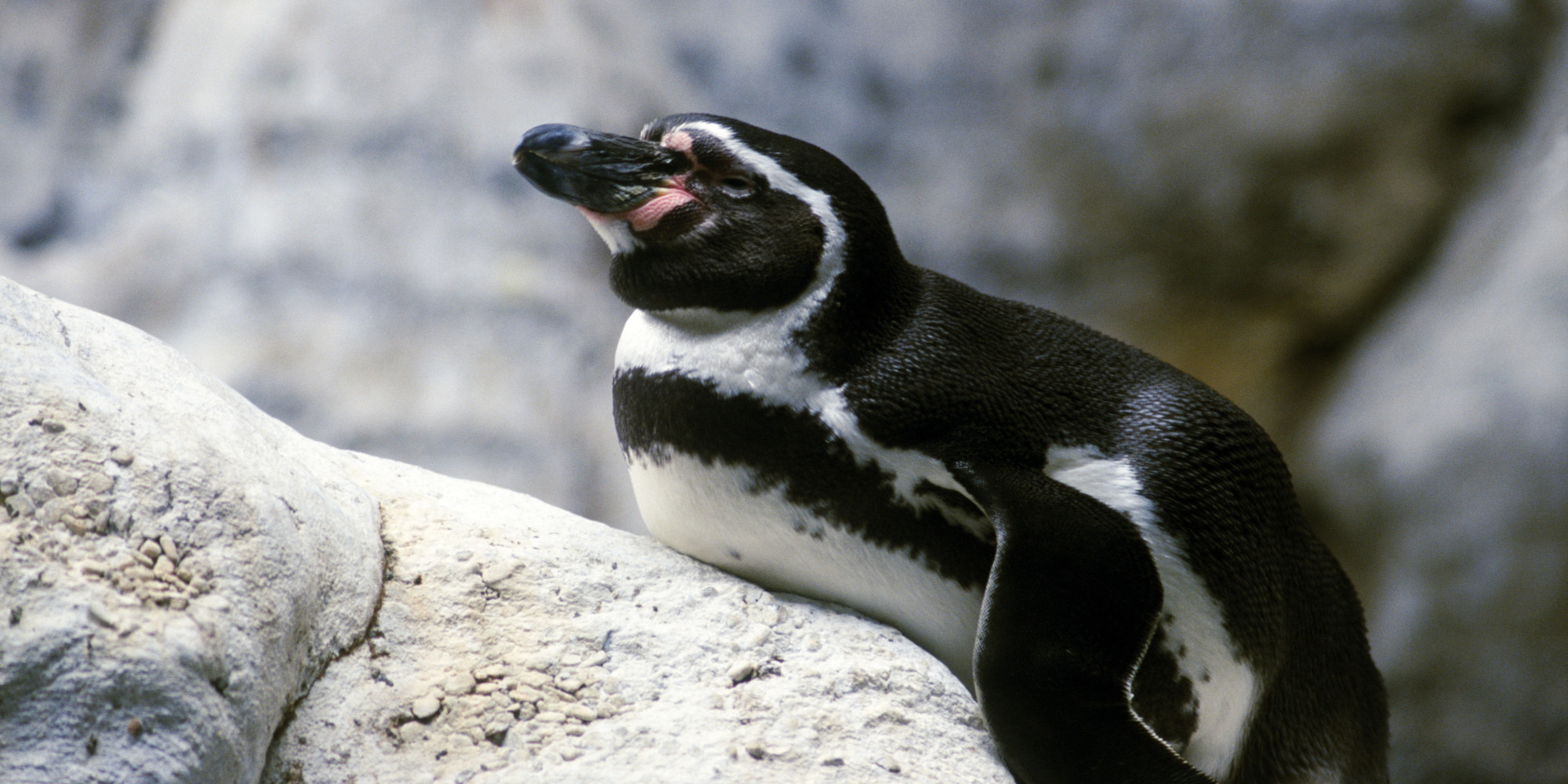 UK Weather Now So Rubbish Penguins Are Being Given Antidepressants ...