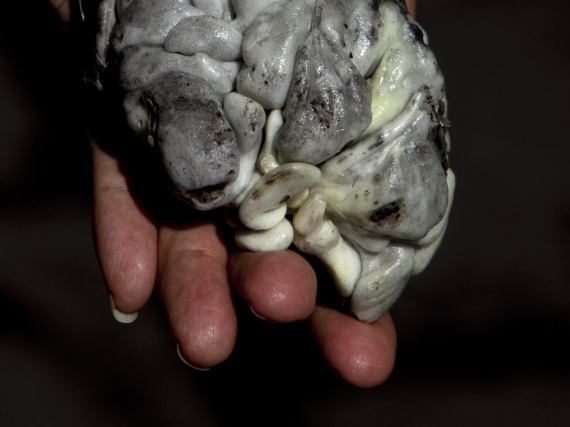 Huitlacoche Corn Smut Health Good For You