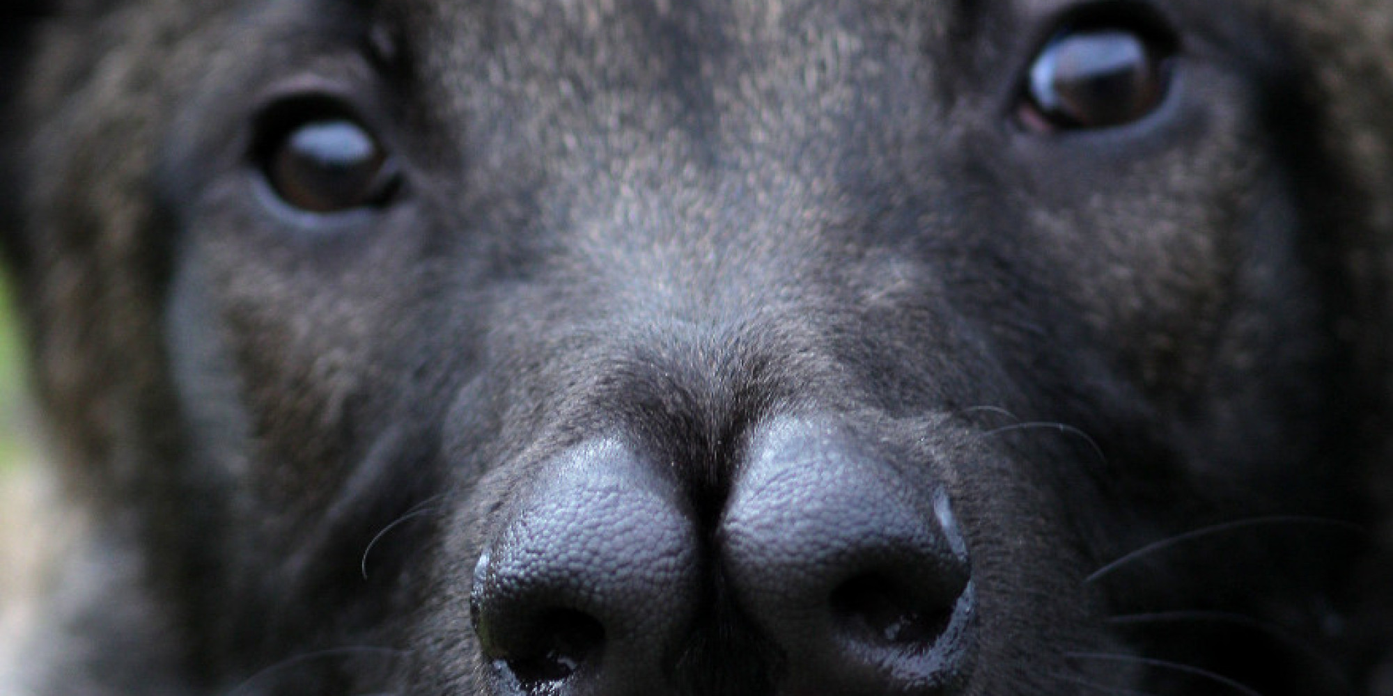 Snuffles, The Dog With 'Two Noses' Finally Finds A Loving Home