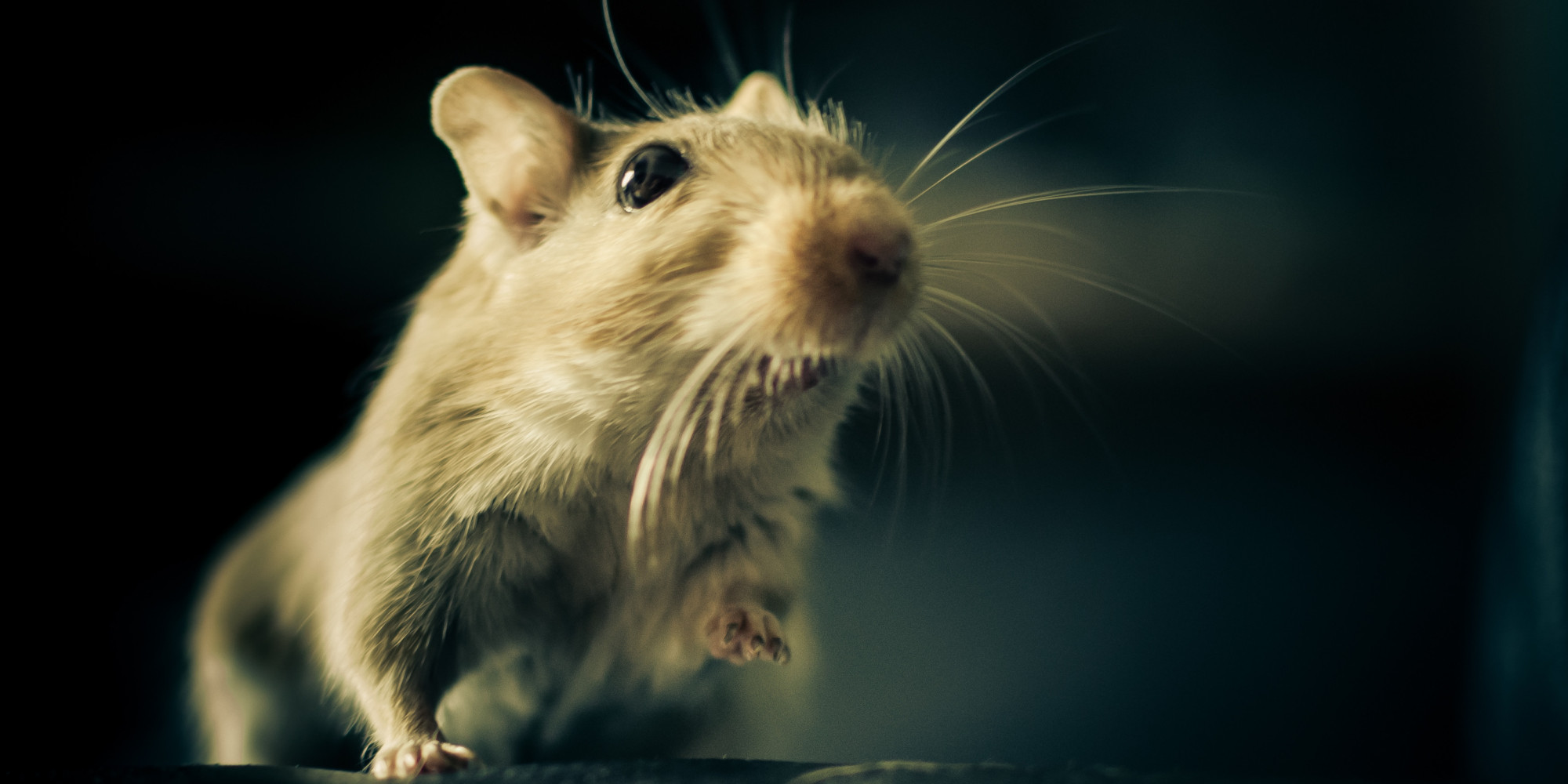 Giant Rats Could Take Over Earth After Next Mass Extinction HuffPost