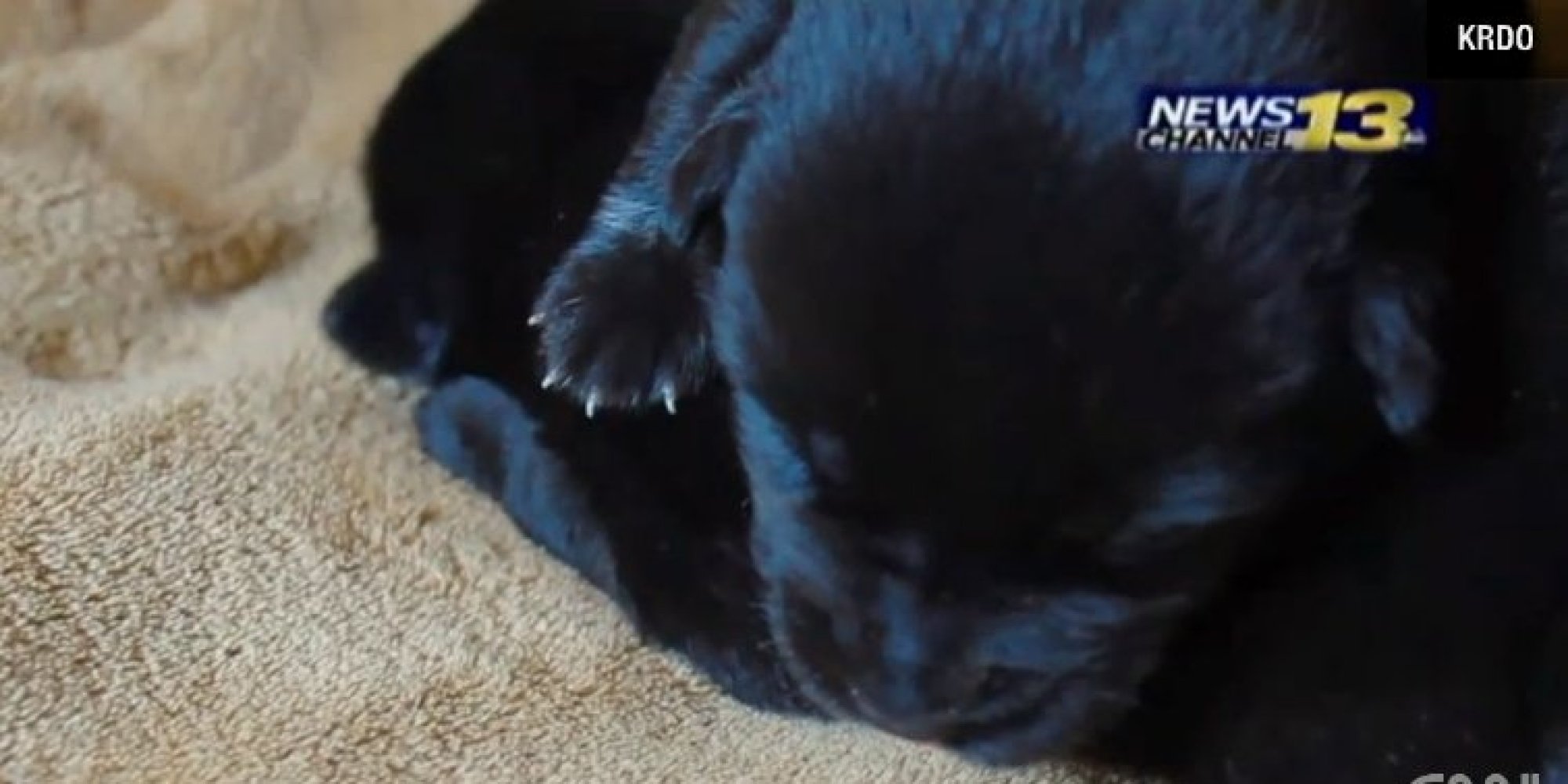 Photo Of Women Breastfeeding Puppy Sparks Backlash