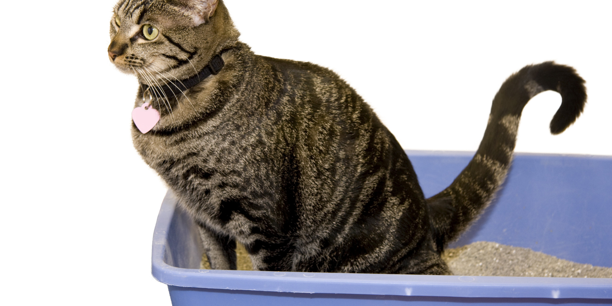 o-CAT-POOPING-facebook.jpg