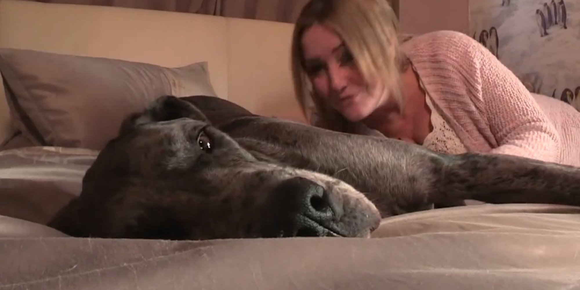 Girl Banged Hard By Great Dane