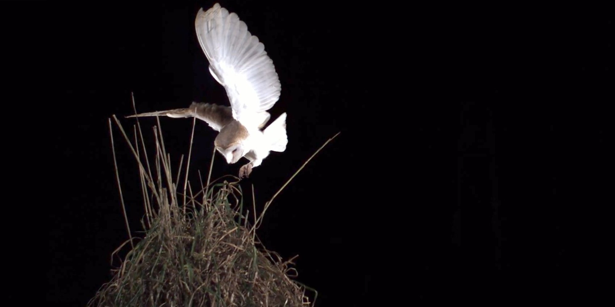 Slow Motion Footage Reveals The Quietest Barn Owl Attack You'll Never