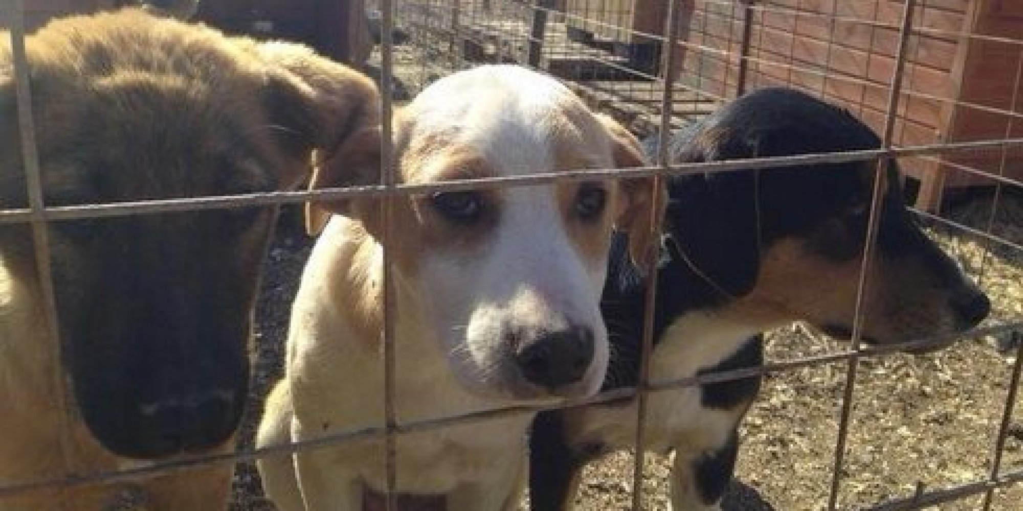 russian prison dogs russian prison dogs the size of bears russian prison dogs russian prison dogs the size of bears