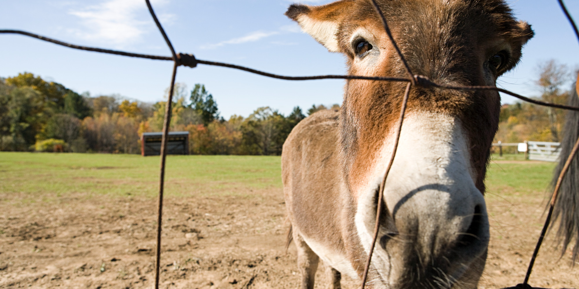 Donkey Penis Confiscated At New Zealand Airport