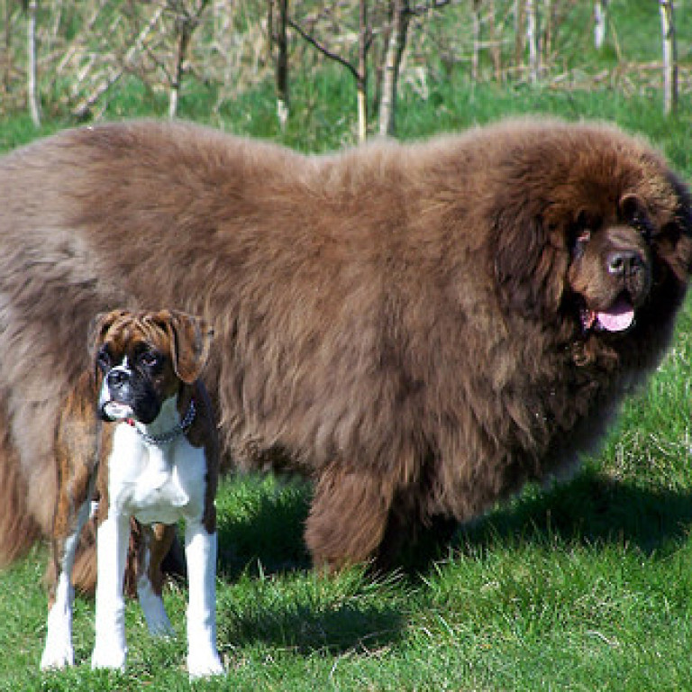 Diese 14 RiesenHunde beweisen Große Liebe kommt mit viel Sabber