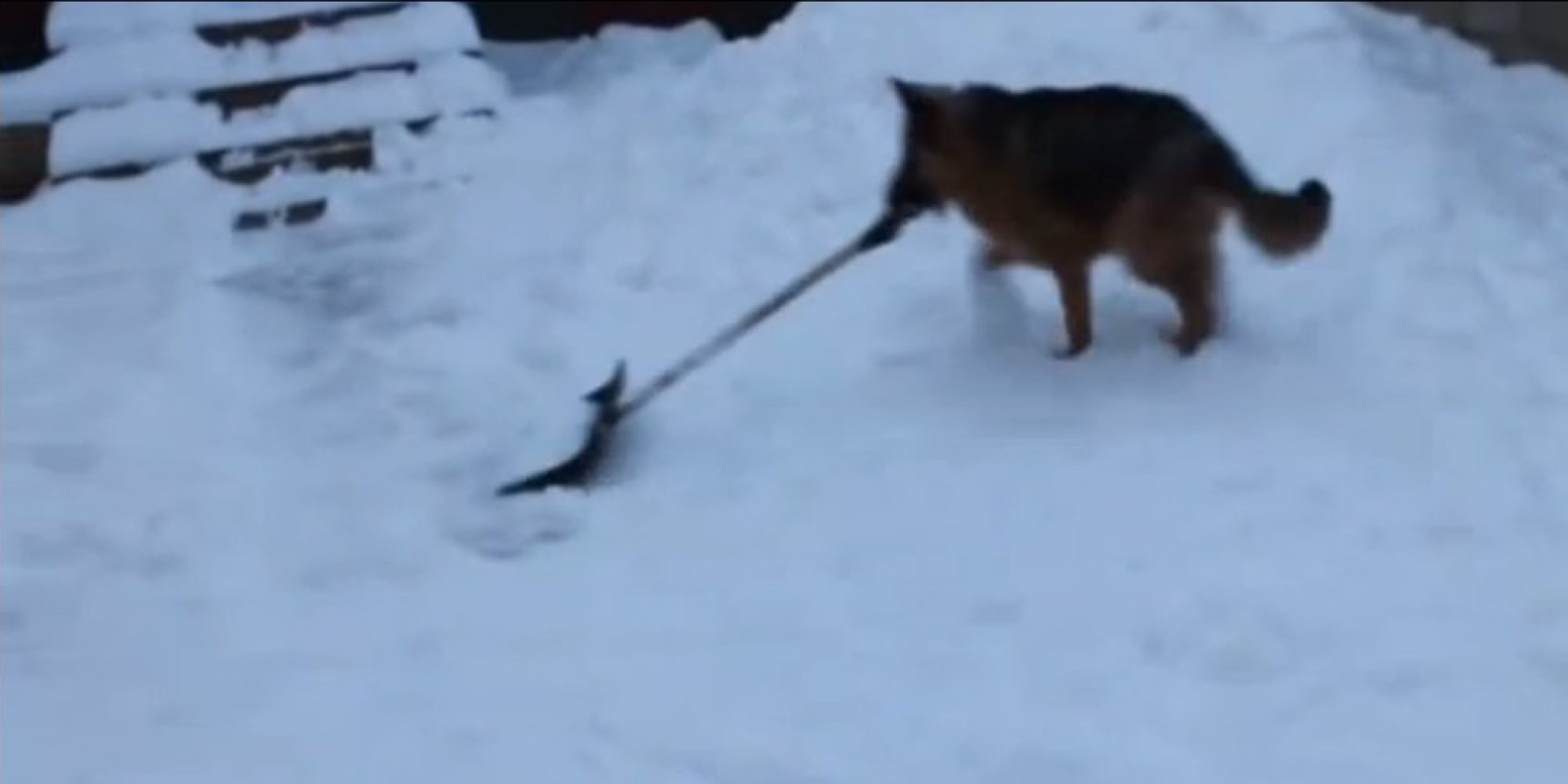 Dog Helps Shovel Snow (VIDEO) HuffPost