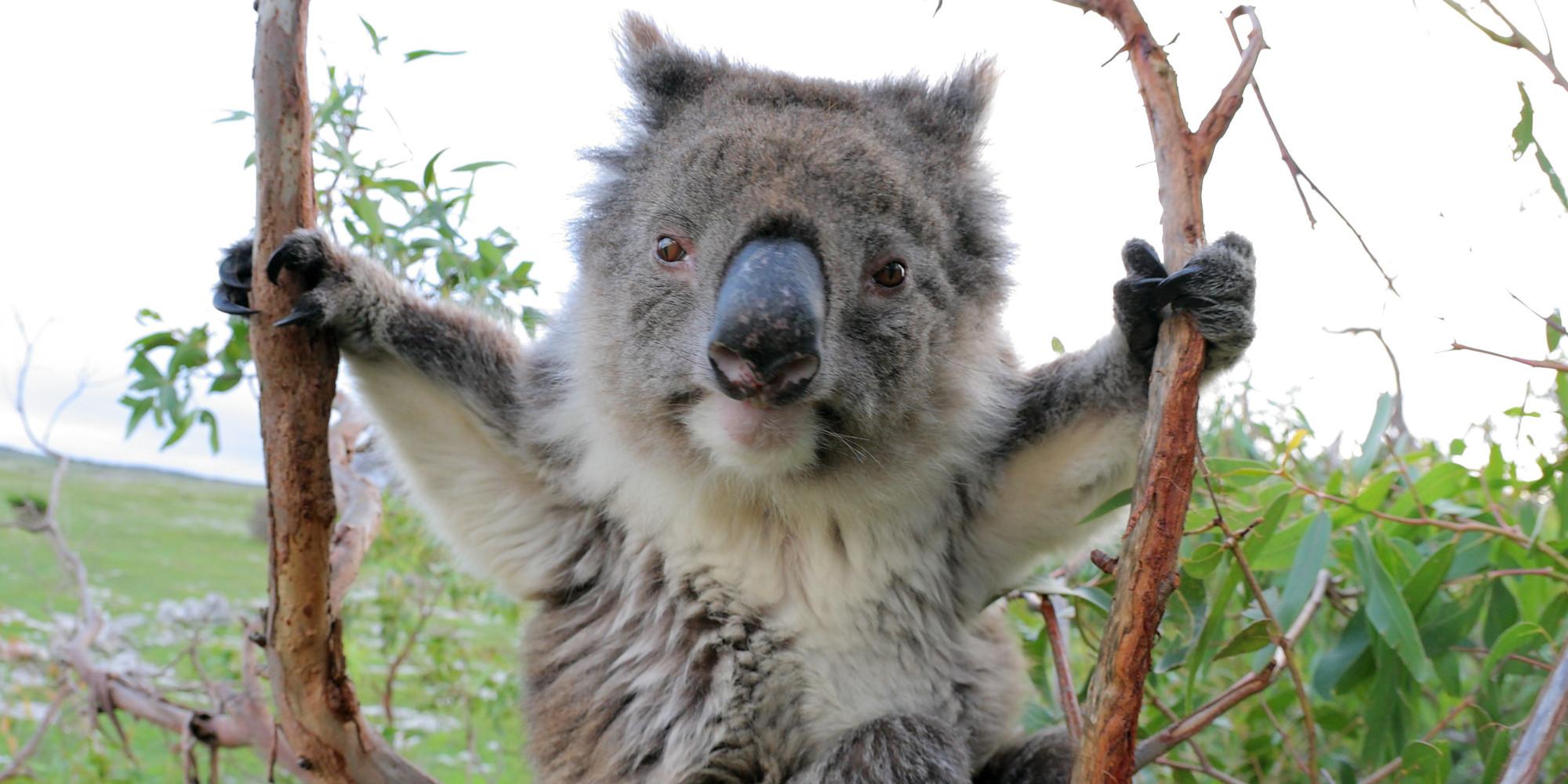 Koala Poop Japanese Students Believe It Will Give Them Good Luck 