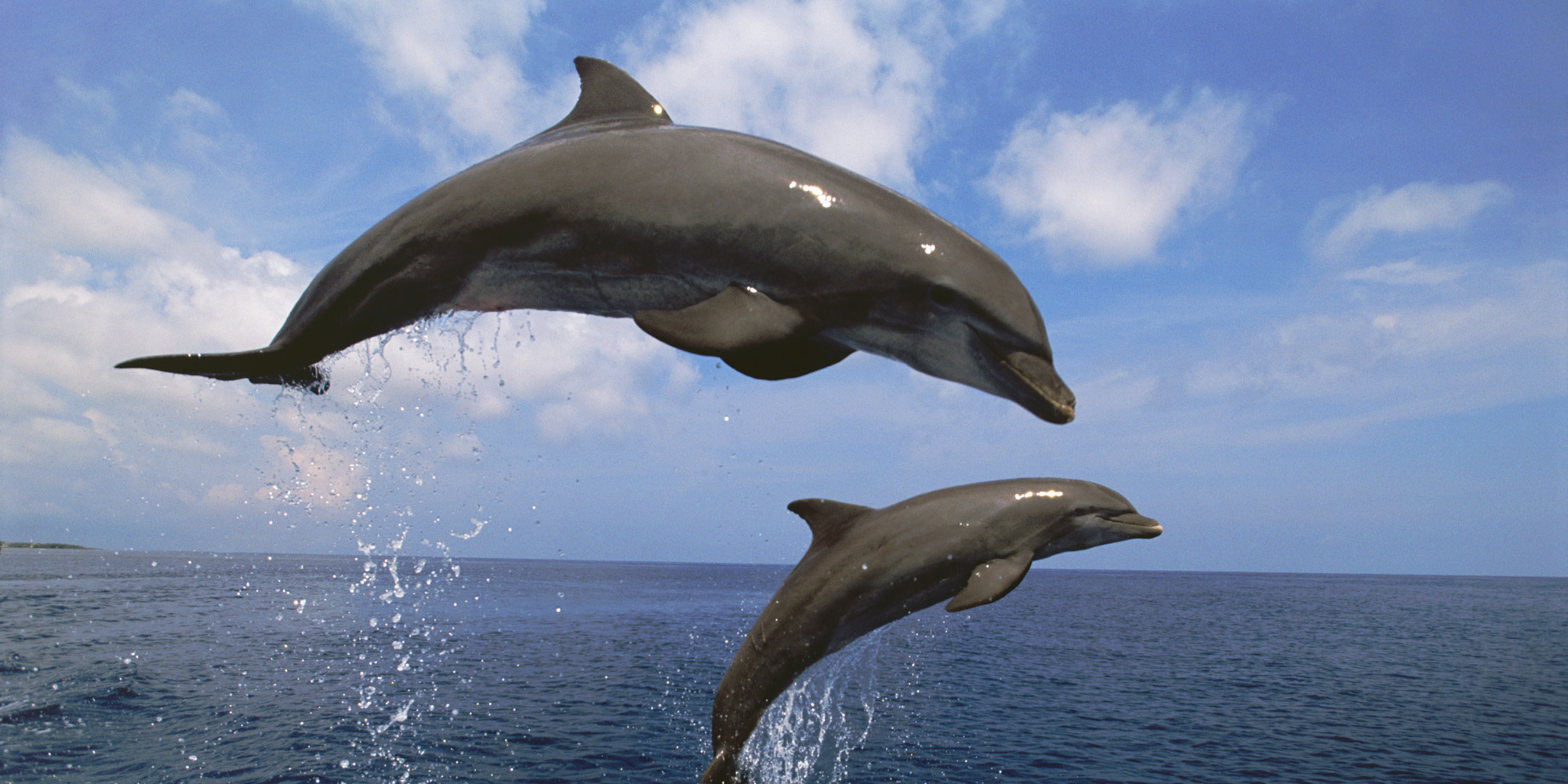 15 Interesting Facts About Dolphins | HuffPost UK