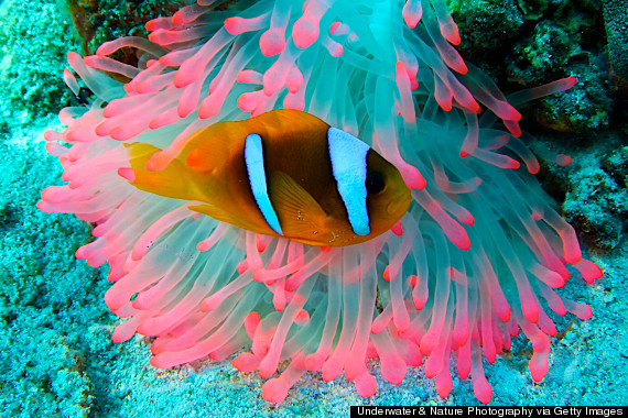 ocean underwater fish