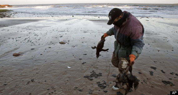 Oil Spill Birds