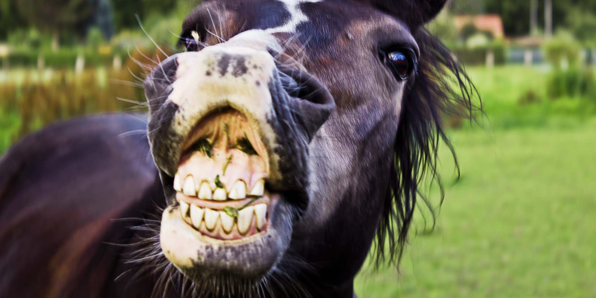 Horse viagra