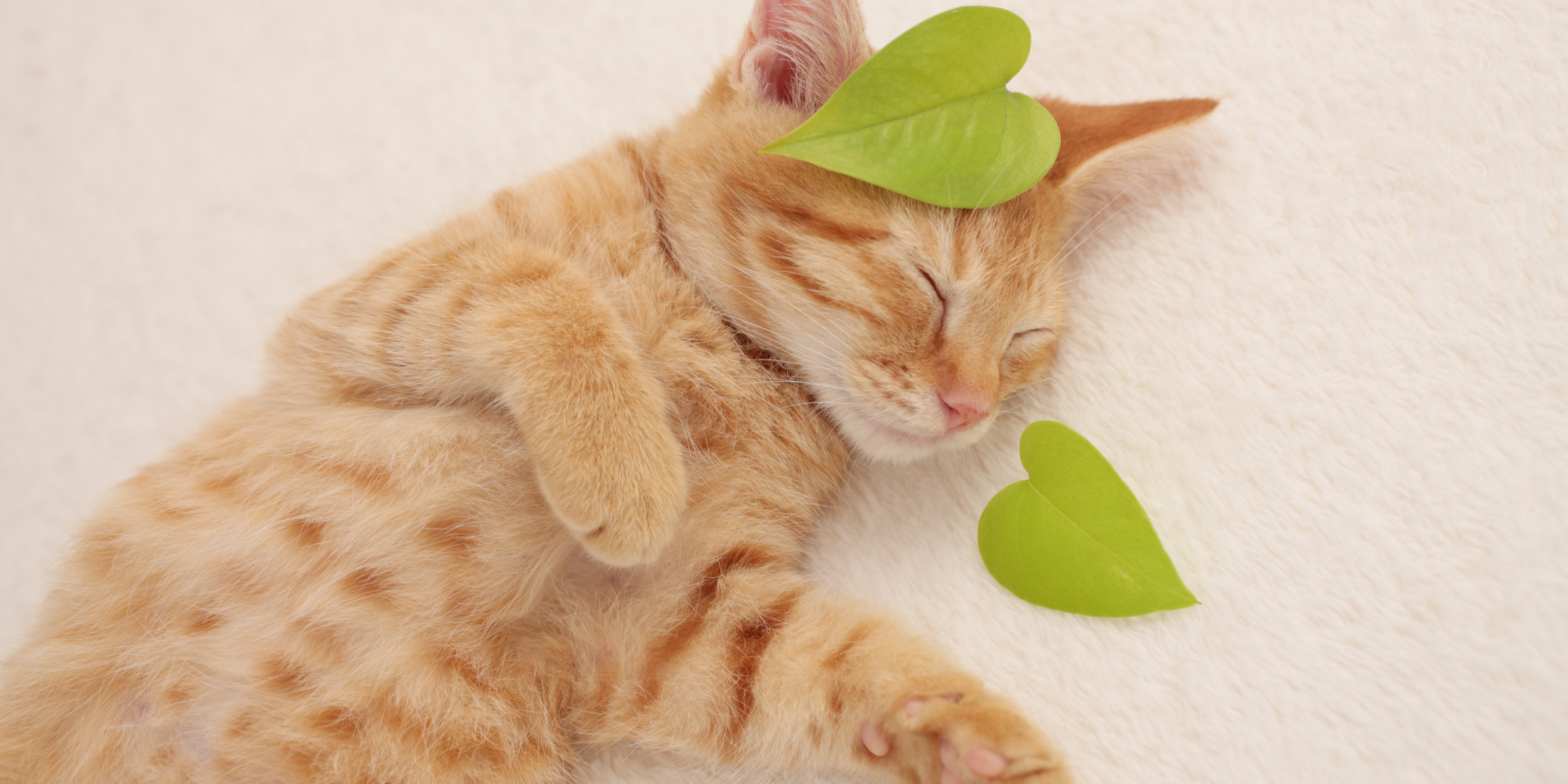12 Cats Who Wear Their Hearts On Their Fur | HuffPost