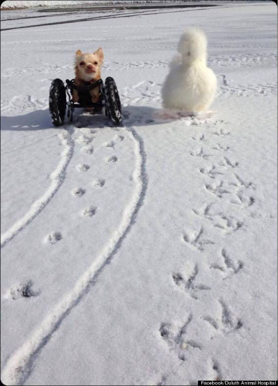 animals