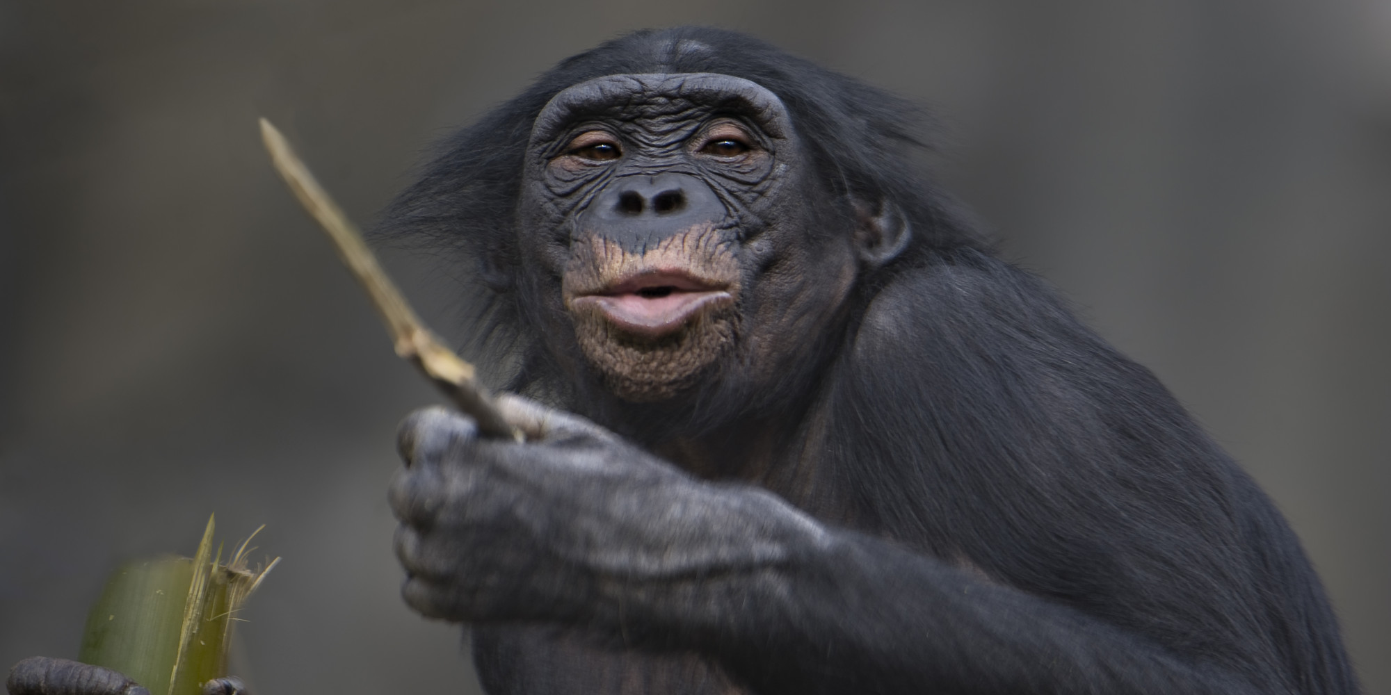 Bonobos Keep Time To Music Like Humans, Study Shows HuffPost